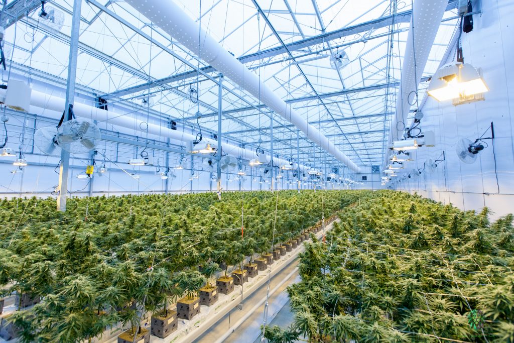 comment-investir-cannabis